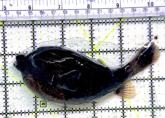 Dogface PufferFish DF053101 WYSIWYG Size: L 5"