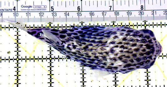 Rare Blue Pelagic Porcupine Puffer (Deepwater) RBPP053101 WYSIWYG Size: XL 5"