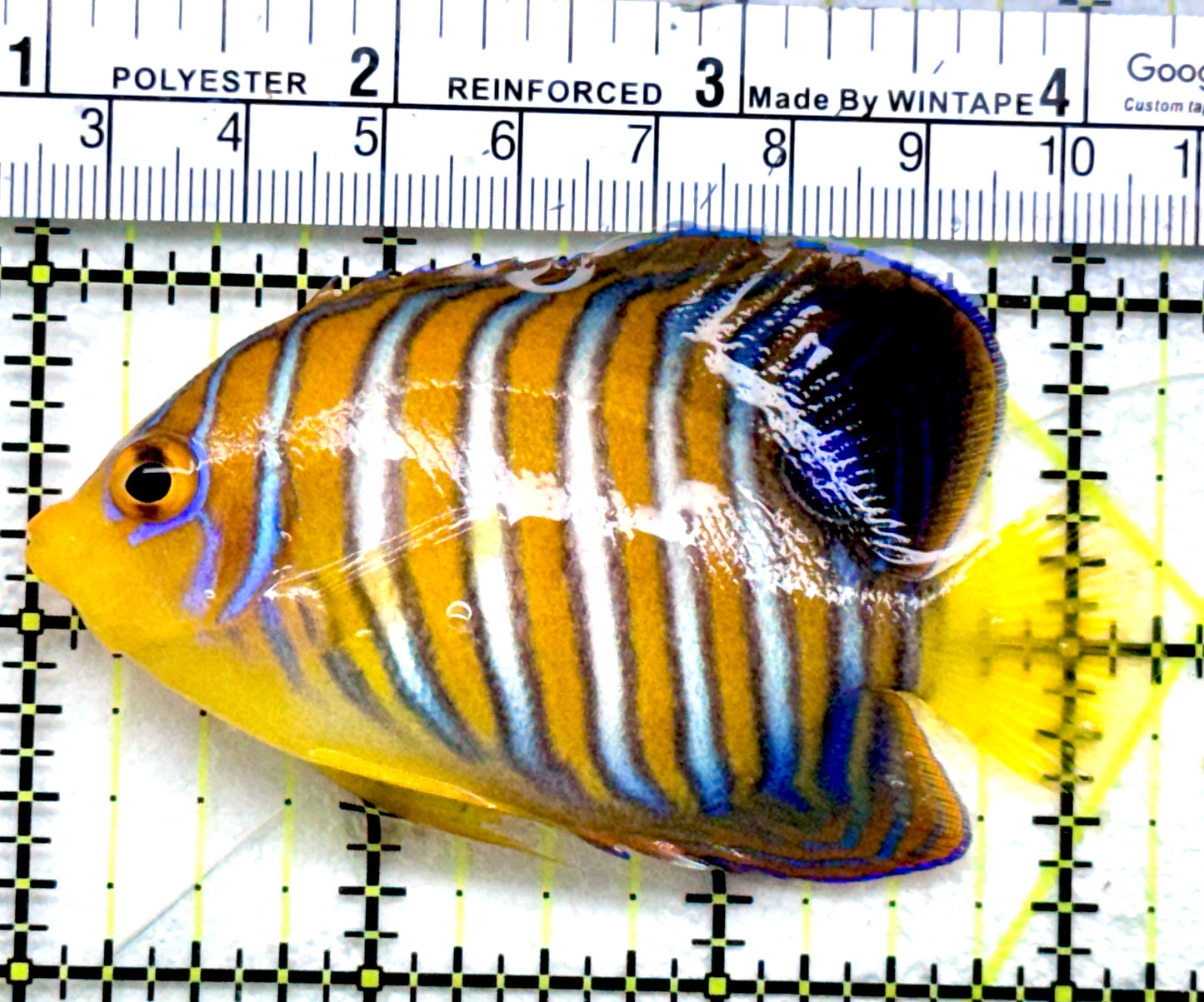 Regal Angelfish Sumatra  Yellow Belly (Vibrant Color Indo) RAYB072503 WYSIWYG Size: ML 3.25"