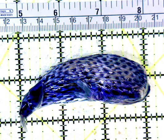 Rare Blue Pelagic Porcupine Puffer (Deepwater) RBPP053102 WYSIWYG Size: L 3.5"