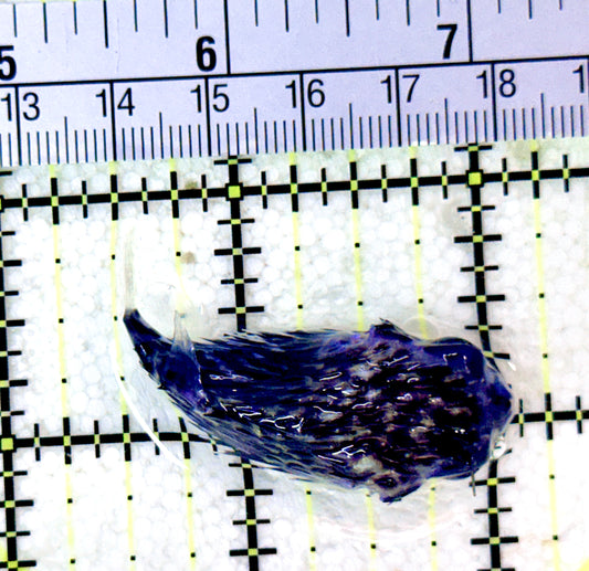Rare Blue Pelagic Porcupine Puffer (Deepwater) RBPP053103 WYSIWYG Size: S 2"