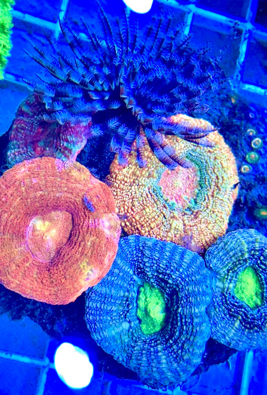 Bowerbanki Combo Coral Rock BCR081701 WYSIWYG