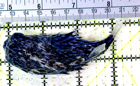 Rare Blue Pelagic Porcupine Puffer (Deepwater) RBPP053105 WYSIWYG Size: L 3.5"
