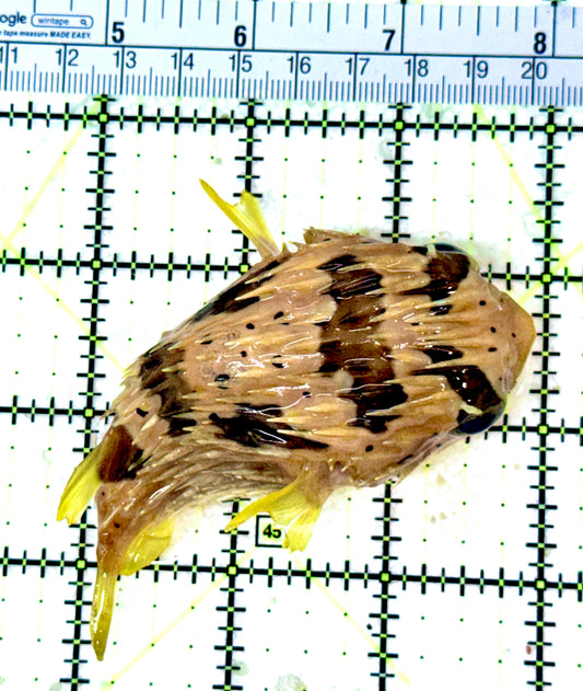 Long Spine Porcupine Pufferfish LSPP053101 WYSIWYG Size: L 3.5"