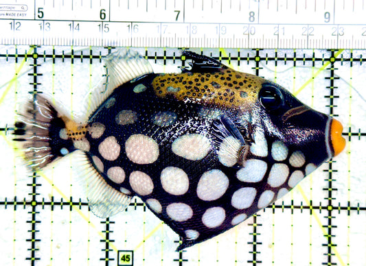 Clown Triggerfish CT053101 WYSIWYG Size: ML 4.5"
