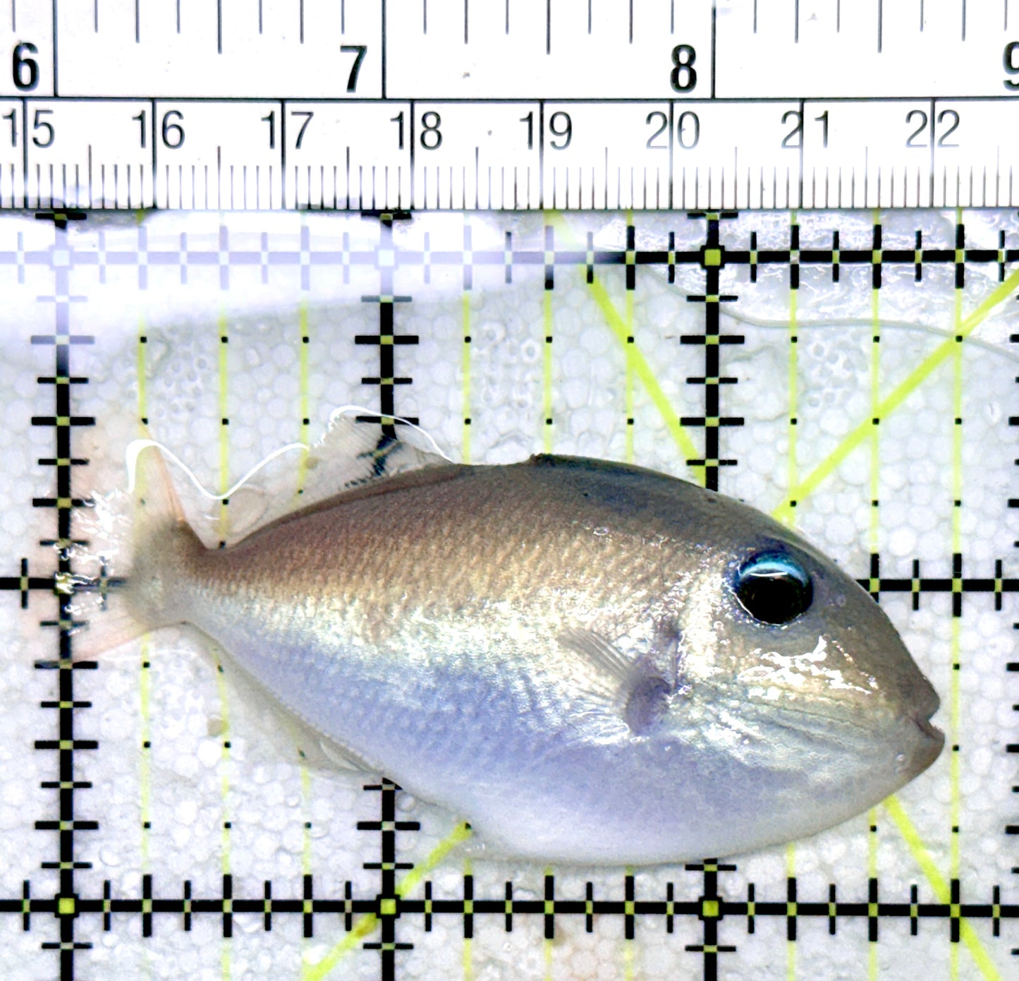 Goldenback Triggerfish GT053101 WYSIWYG Size: M Juvenile 2.75" See Note