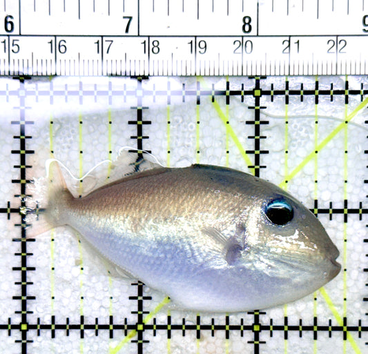 Goldenback Triggerfish GT053101 WYSIWYG Size: M Juvenile 2.75" See Note