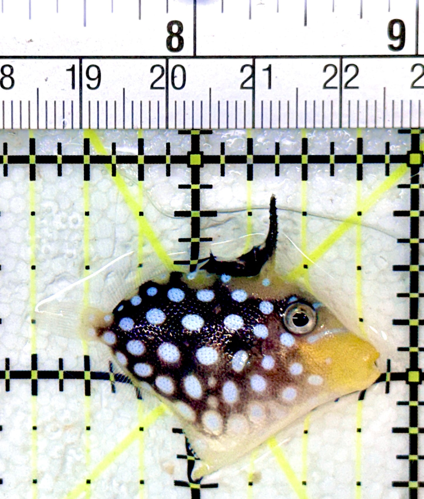 Clown Triggerfish CT053102 WYSIWYG Size: S 1.5"