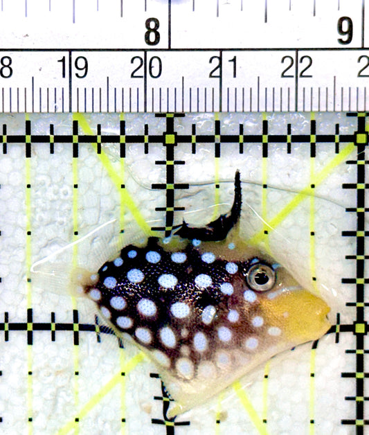 Clown Triggerfish CT053102 WYSIWYG Size: S 1.5"
