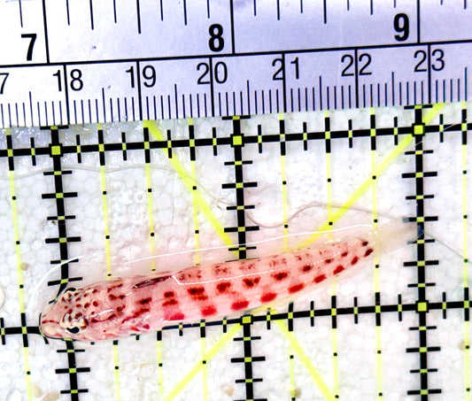 Sandhopper Blenny SB053101 WYSIWYG Size: 2.25"