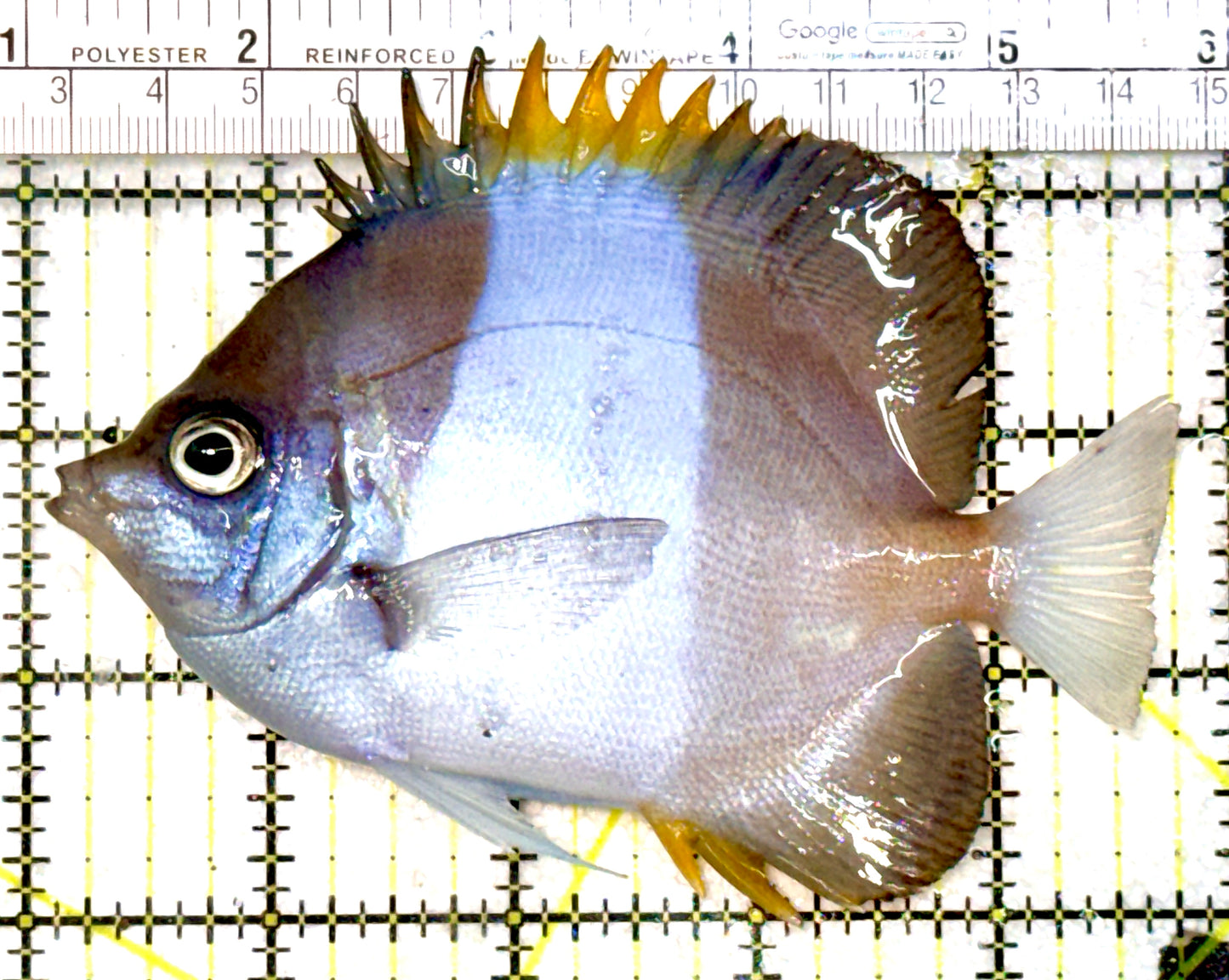 Blue Zoster Pyramid Butterflyfish BZPB080101 WYSIWYG Size: L 4.75" approx