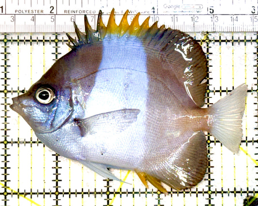 Blue Zoster Pyramid Butterflyfish BZPB080101 WYSIWYG Size: L 4.75" approx