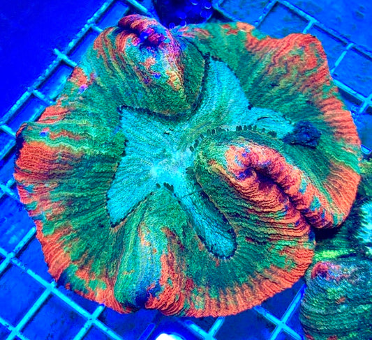 Red and Green Splatter Wellsophyillia RGSW081701 WYSIWYG