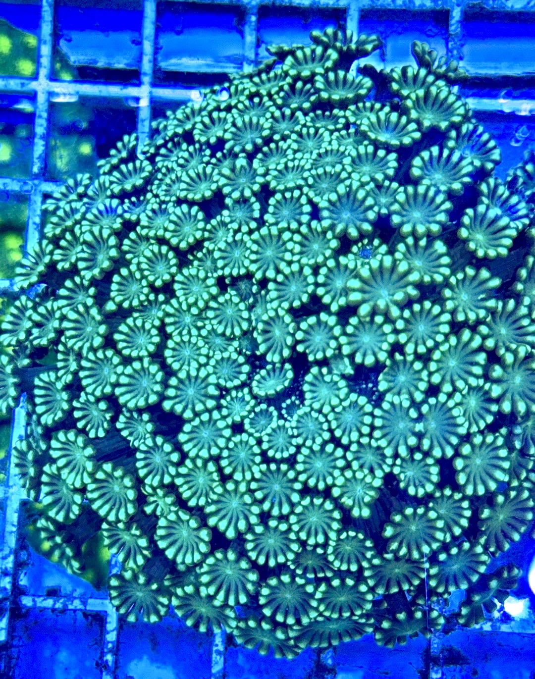 Aussie Ultra Alveopora Size: M 0.75" to 1" - Violet Aquarium 