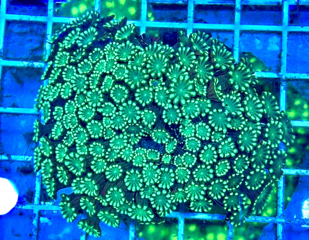 Aussie Ultra Alveopora Size: M 0.75" to 1" - Violet Aquarium 