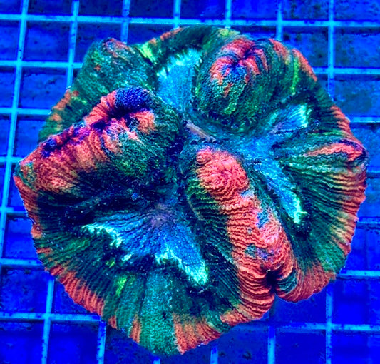 Red and Green Splatter Wellsophyillia RGSW081702 WYSIWYG