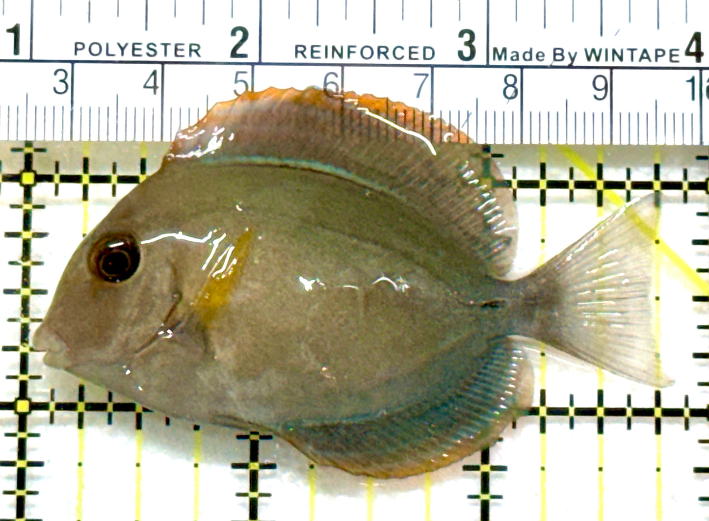 Blochii (Ring Tail) Tang BRTT080101 WYSIWYG Size: S 2.75" approx