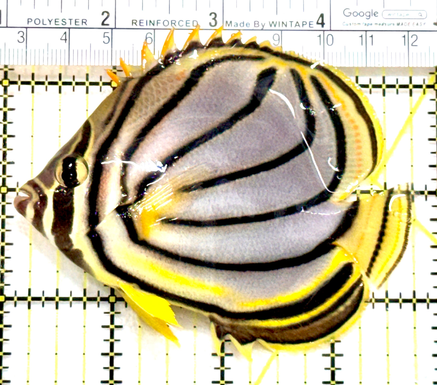Meyer's Butterflyfish MB080102 WYSIWYG Size: L 3.75" approx