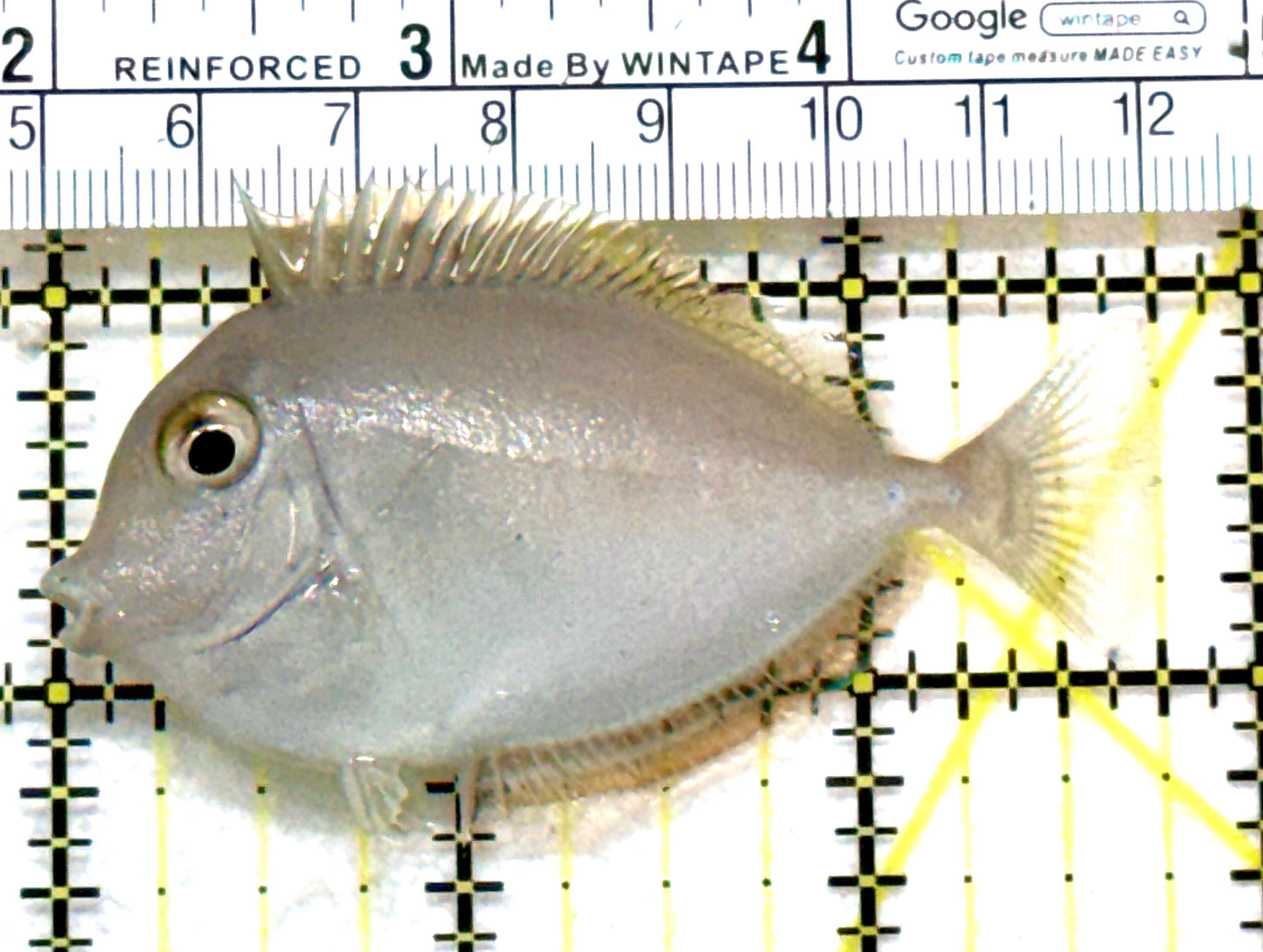 Unicorn Tang UT080101 WYSIWYG Size: S 2.75" approx