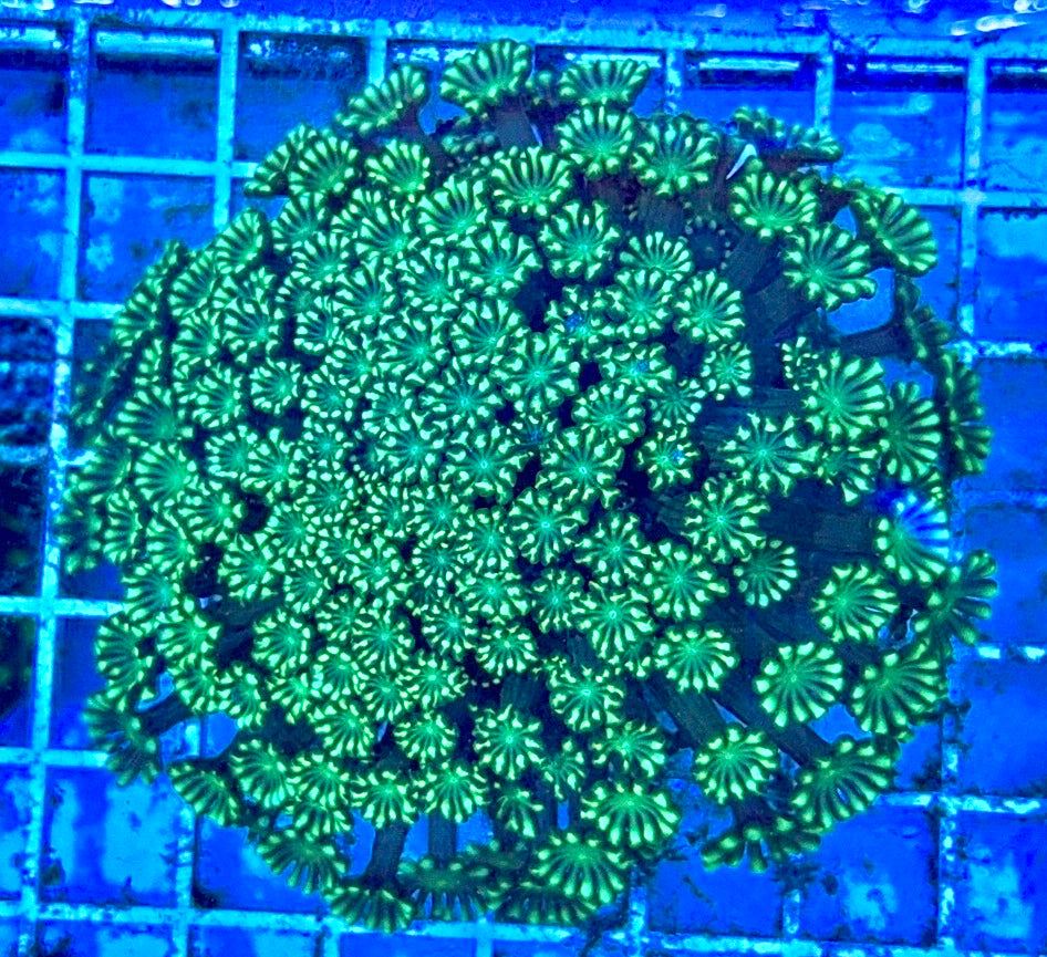 Aussie Ultra Alveopora Size: M 0.75" to 1" - Violet Aquarium 