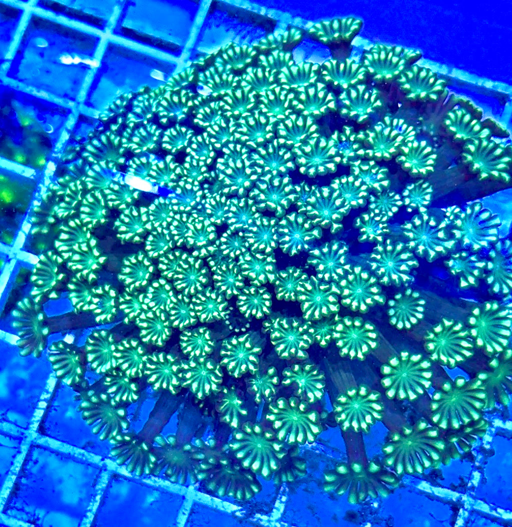 Aussie Ultra Alveopora Size: M 0.75" to 1" - Violet Aquarium 