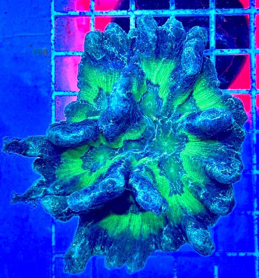 Tricolor Pectinia TP081701 WYSIWYG