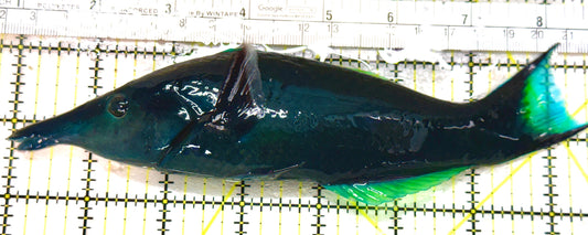 Green Bird Wrasse GBW080101 WYSIWYG Size: XXL 7.5" approx