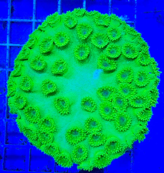 Green Pagoda Cup Coral GPC081702 WYSIWYG
