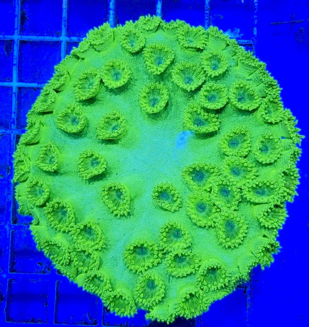 Aussie Neon Pagoda Cup Coral Size: S 0.75" to 1" Diameter Approx