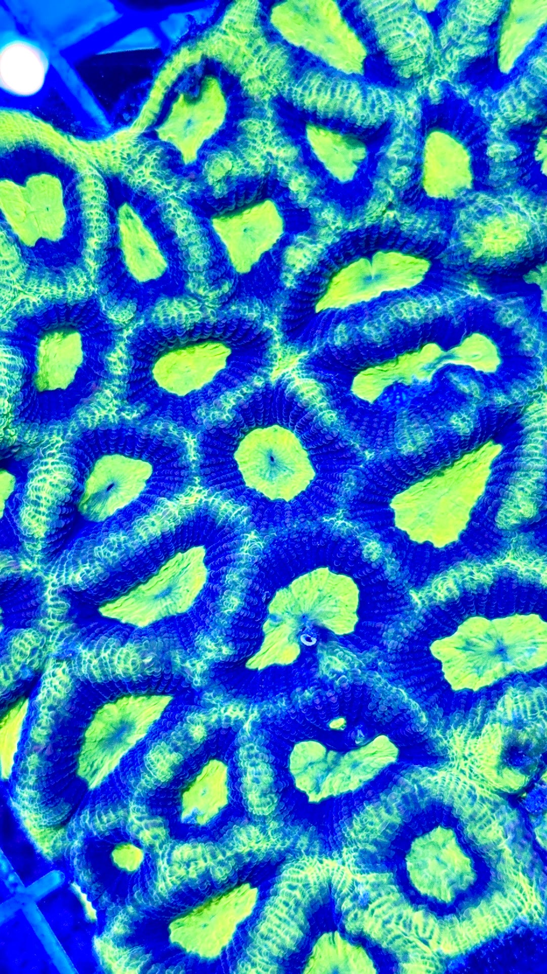 Aussie Ultra Prism Favia AUPF081701 WYSIWYG