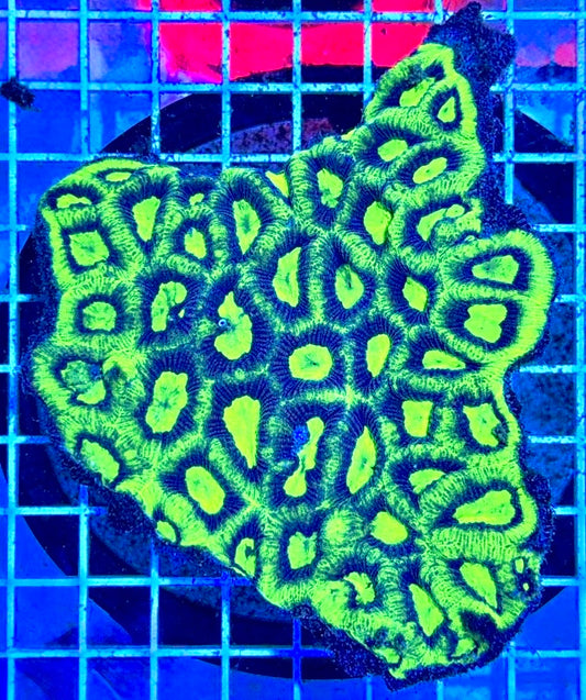 Aussie Ultra Prism Favia AUPF081701 WYSIWYG