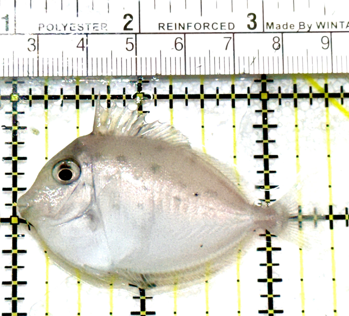 Unicorn Tang UT080102 WYSIWYG Size: S 2.5" approx