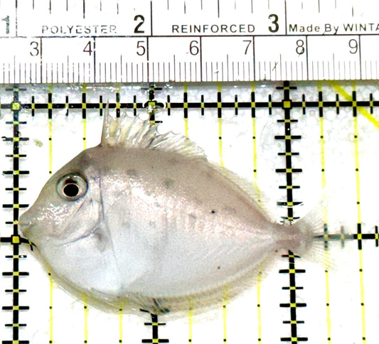 Unicorn Tang UT080102 WYSIWYG Size: S 2.5" approx