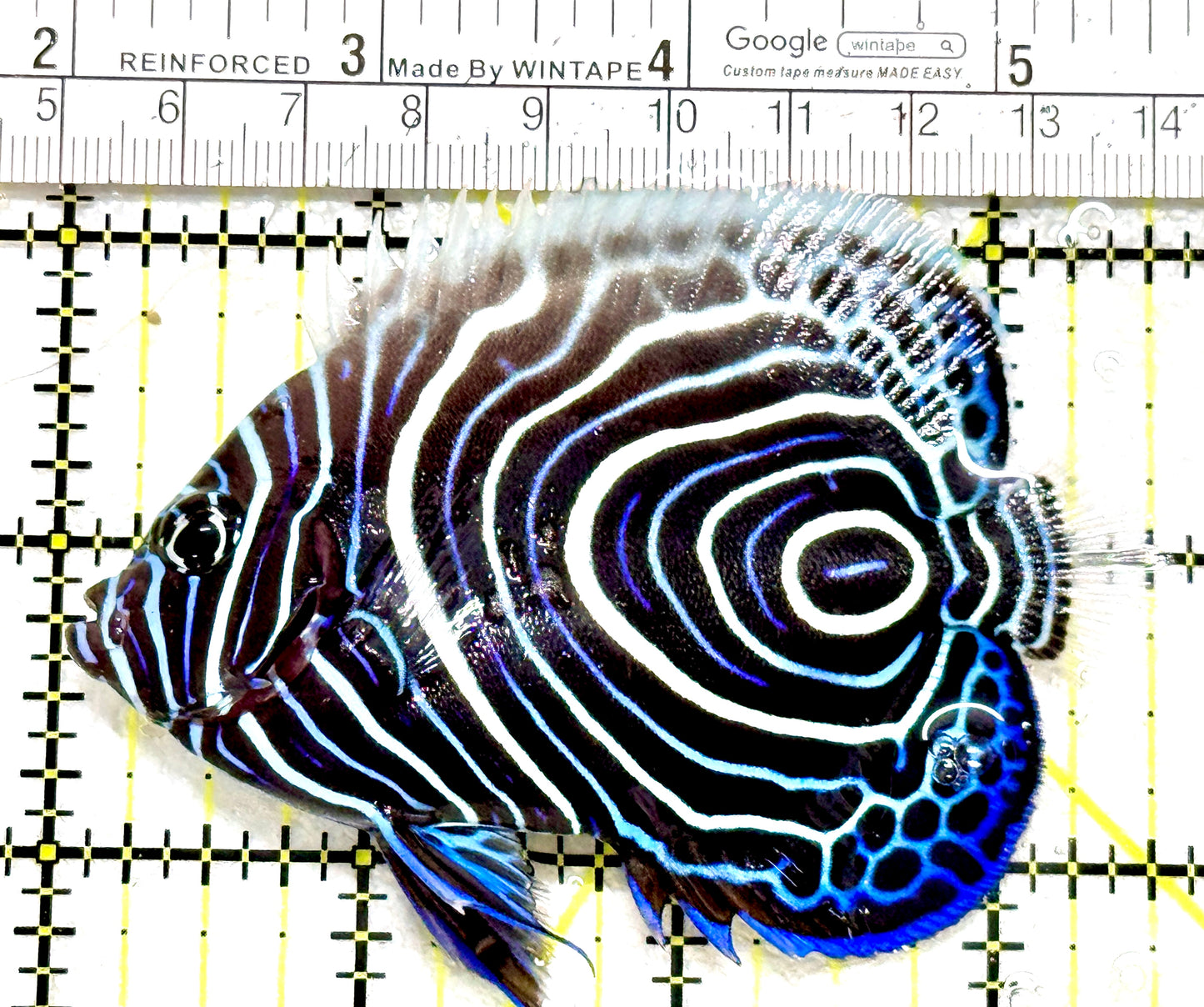 Emperor Angelfish Juvenile EAJ080101 WYSIWYG Size: L 3.5" approx