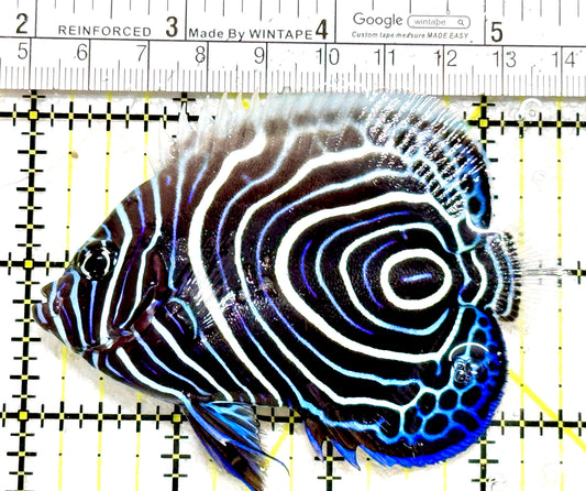 Emperor Angelfish Juvenile EAJ080101 WYSIWYG Size: L 3.5" approx
