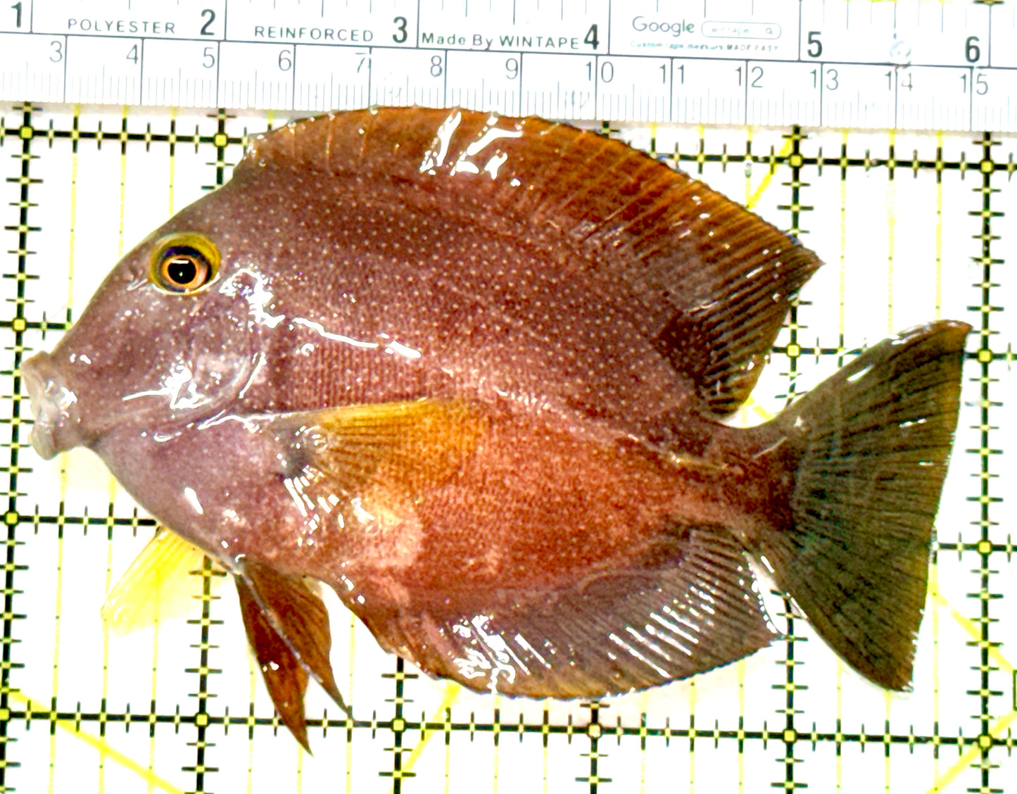 Yellow Eye Kole Tang (Spotted Maldives Special Grade) YEKT080101 WYSIWYG Size: XL 5" approx