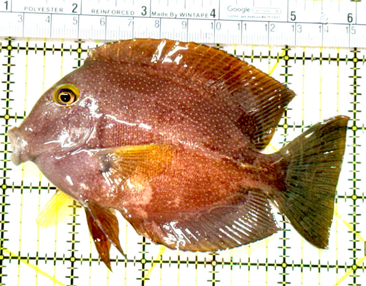 Yellow Eye Kole Tang (Spotted Maldives Special Grade) YEKT080101 WYSIWYG Size: XL 5" approx