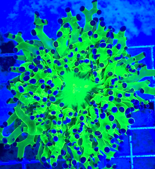 Frogspawn (Aquacultured) FS081701 WYSIWYG