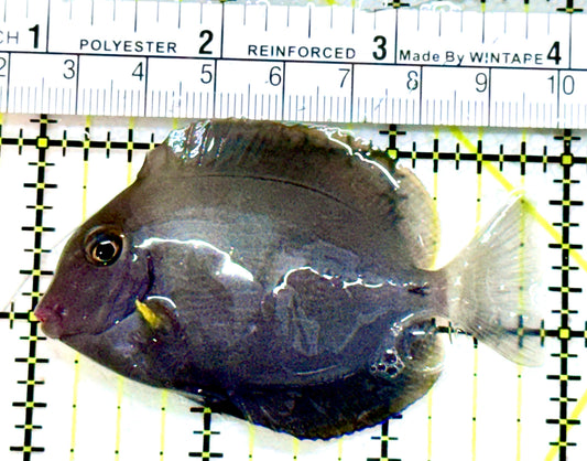 Blochii (Ring Tail) Tang BT080101 WYSIWYG Size: S 3"