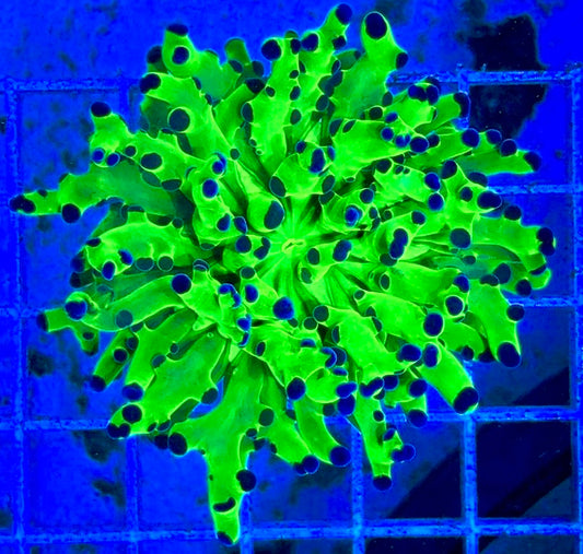 Frogspawn (Aquacultured) FS081702 WYSIWYG