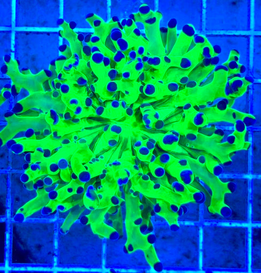 Frogspawn (Aquacultured) FS081703 WYSIWYG
