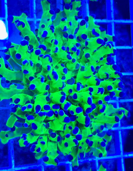 Frogspawn (Aquacultured) FS081704 WYSIWYG