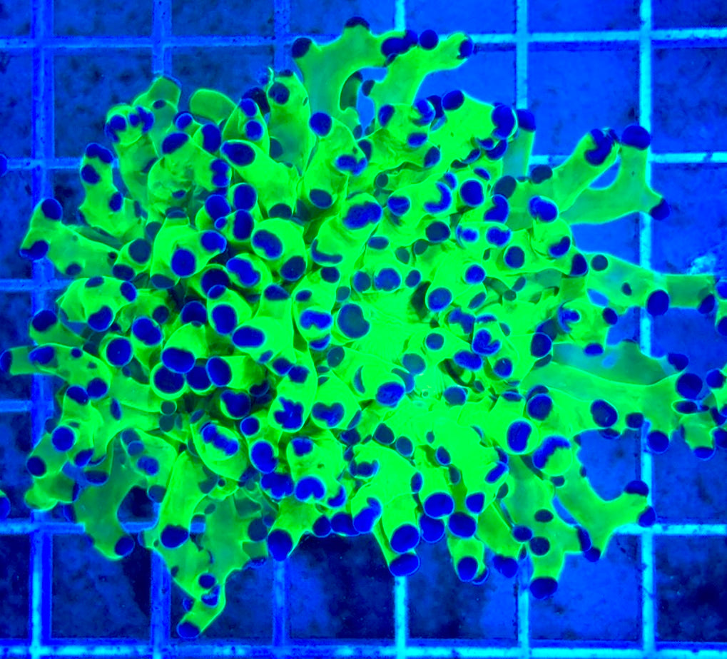 Frogspawn (Aquacultured) FS081704 WYSIWYG