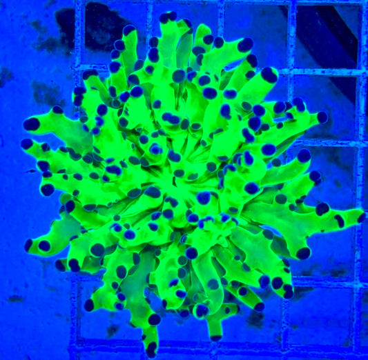 Frogspawn (Aquacultured) FS081705 WYSIWYG