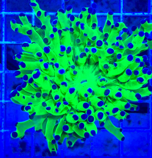 Frogspawn (Aquacultured) FS081706 WYSIWYG