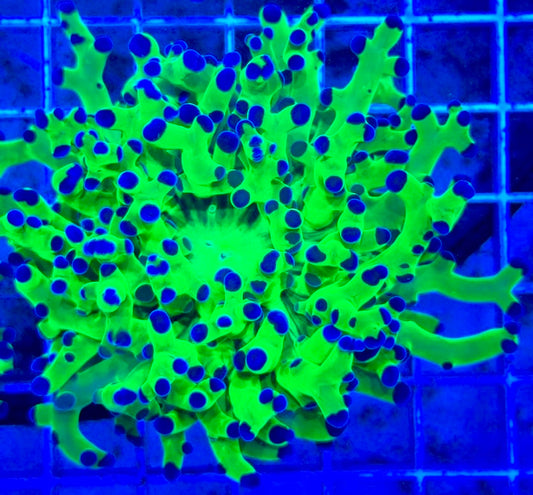 Frogspawn (Aquacultured) FS081707 WYSIWYG