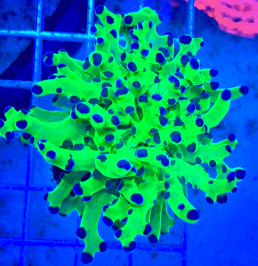 Frogspawn (Aquacultured) FS081708 WYSIWYG