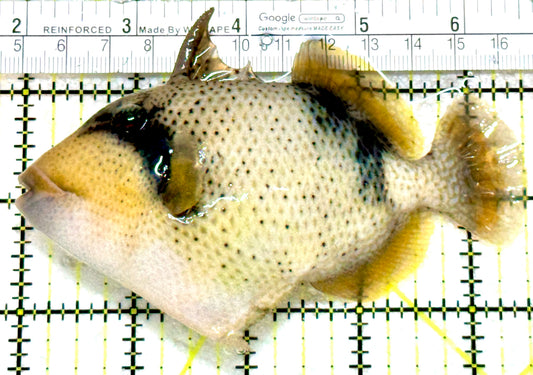 Titan Triggerfish TT080101 WYSIWYG Size: L  4.5" approx