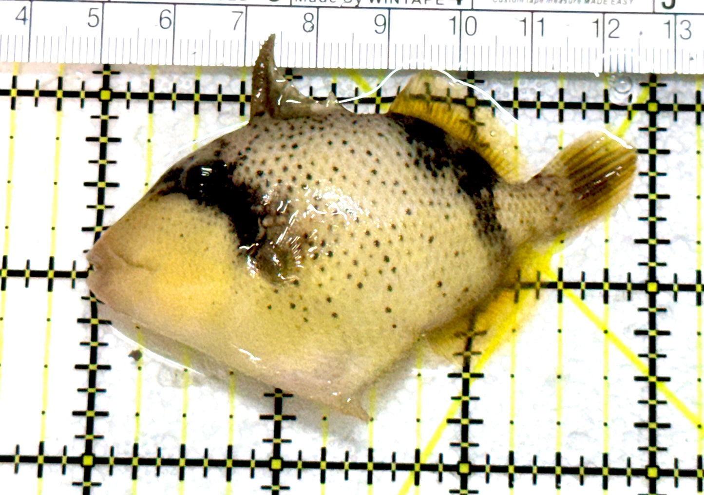 Titan Triggerfish TT080102 WYSIWYG Size: M 3" approx