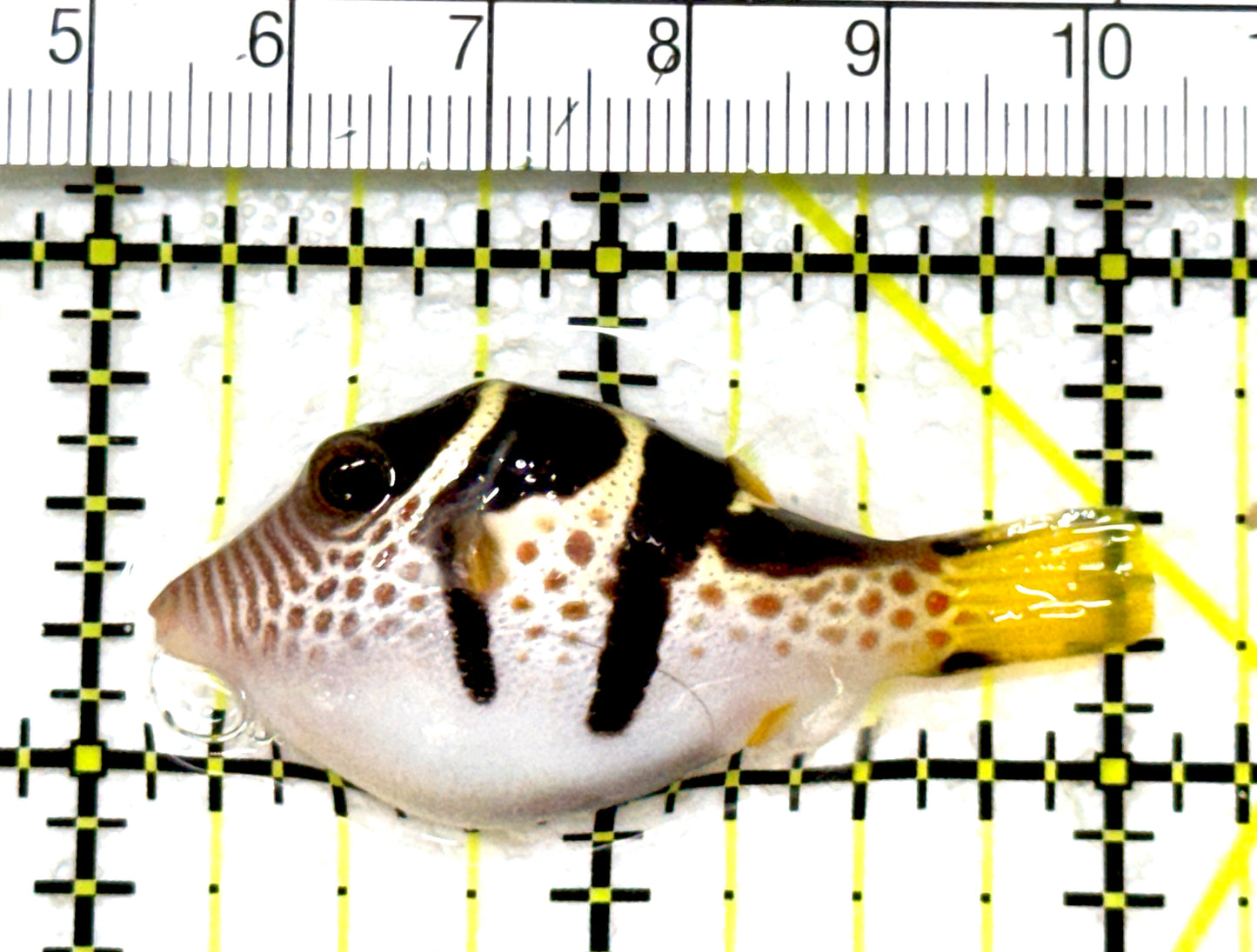 Valentini Toby Pufferfish VTP080101 WYSIWYG Size: S 2"approx